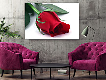 Obraz Ruža z lásky 